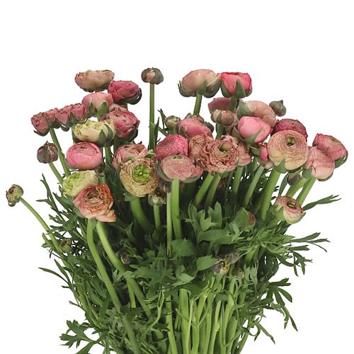 RANUNCULUS AAZUR PINK 106 EX