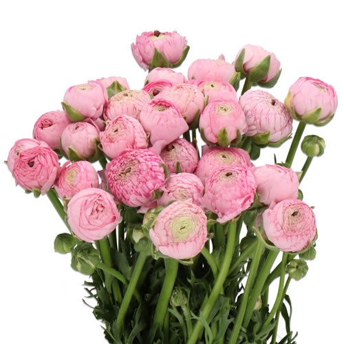 RANUNCULUS AAZUR PINK 45cm | Wholesale Dutch Flowers & Florist Supplies UK