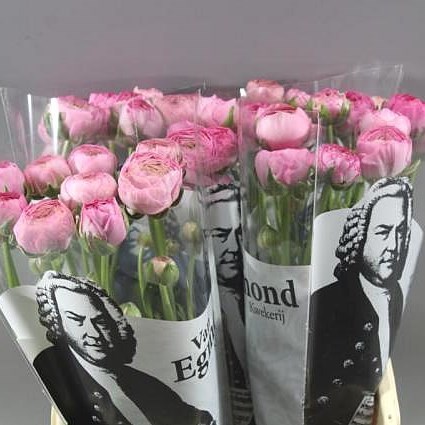 RANUNCULUS AAZUR PINK EX