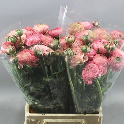 RANUNCULUS AAZUR PINK NOSTELGIE EX