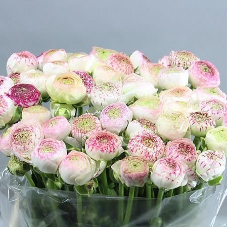 RANUNCULUS AAZUR PINK STRIPE SUPER