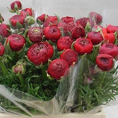 RANUNCULUS AAZUR RED