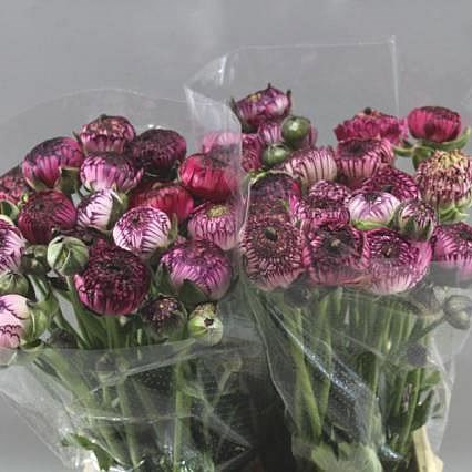 ranunculus scuro 45cm trianglenursery