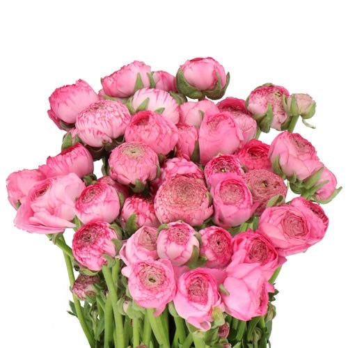 Azure Ranunculus RANUNCULUS AAZUR ROSE 50cm | Wholesale Dutch Flowers & Florist Supplies UK
