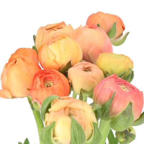 RANUNCULUS AAZUR SALMON