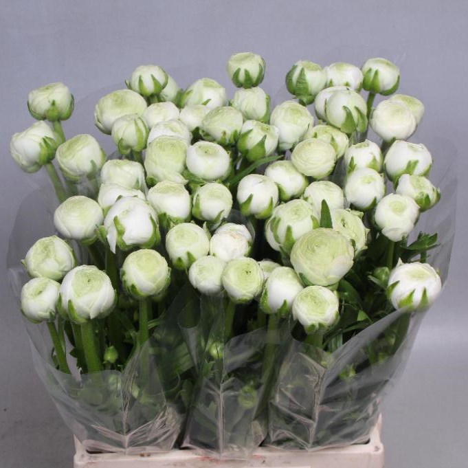 RANUNCULUS AAZUR WHITE EX