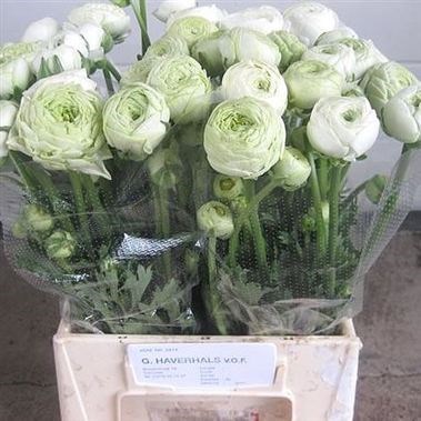 RANUNCULUS AAZUR WHITE SUPER