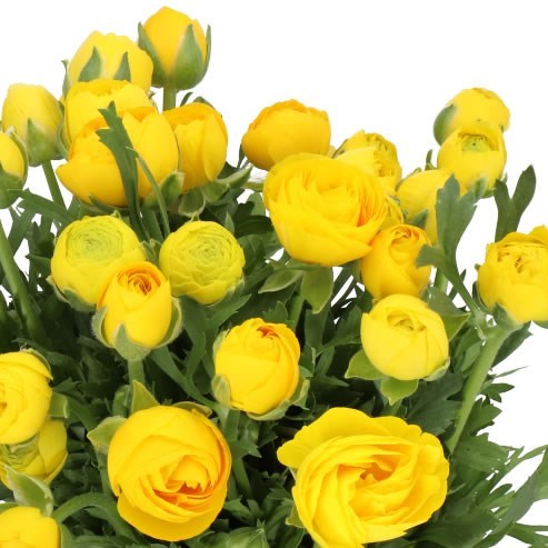 RANUNCULUS AAZUR YELLOW