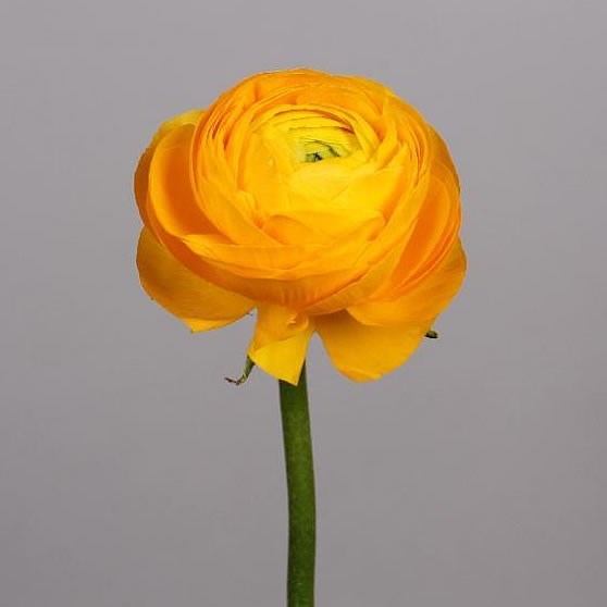 RANUNCULUS AAZUR YELLOW