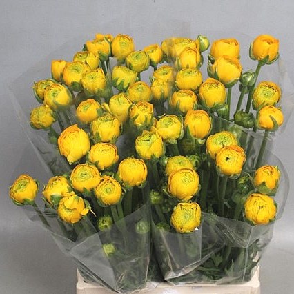RANUNCULUS AAZUR YELLOW EX