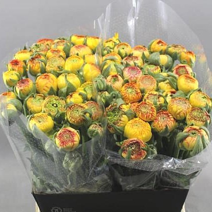 RANUNCULUS AAZUR YELLOW STRIPED EX