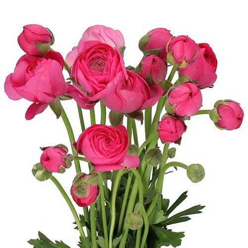 RANUNCULUS AMANDINE BONBON