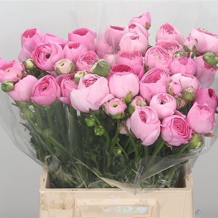 RANUNCULUS AMANDINE MARSHMALLOW