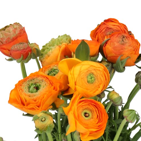 Orange- Amandine Ranunculus – Wild Sage Goods