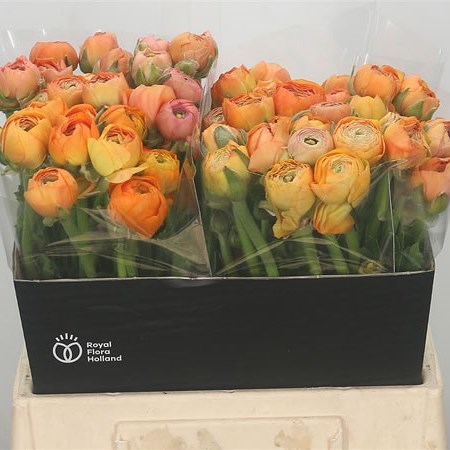 RANUNCULUS AMANDINE PEACH