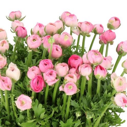RANUNCULUS AMANDINE PINK