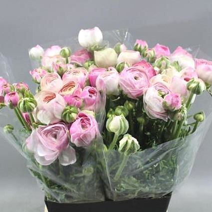 amandine ranunculus