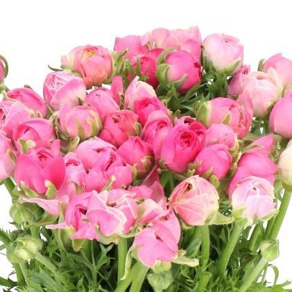 RANUNCULUS AMANDINE PORCELLANA