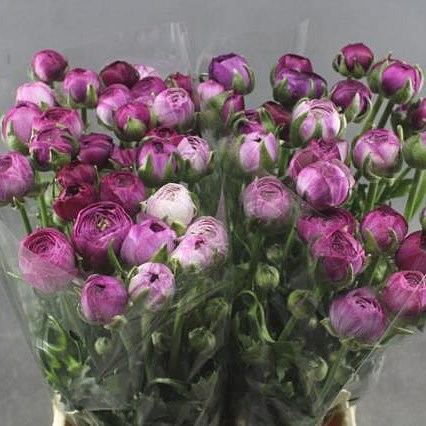 RANUNCULUS AMANDINE PURPLE JEAN