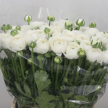 RANUNCULUS AMANDINE SNOWFLAKE EX
