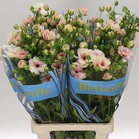 RANUNCULUS BUTTERFLY ARIADNE