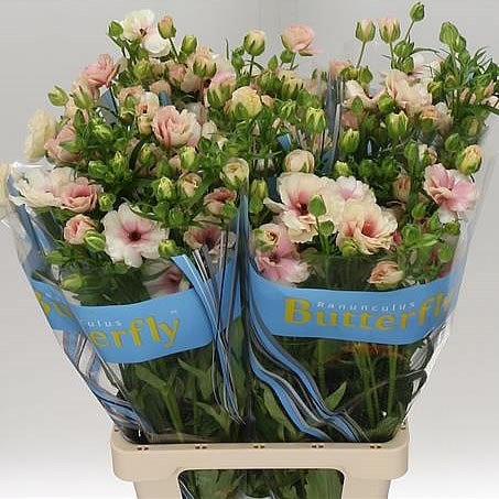 RANUNCULUS BUTTERFLY ARIADNE