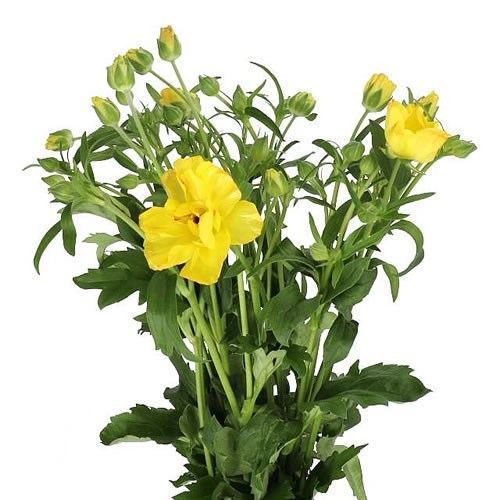 RANUNCULUS BUTTERFLY ARTEMIS