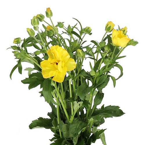 RANUNCULUS BUTTERFLY ARTEMIS