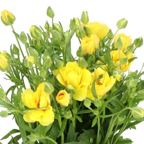 RANUNCULUS BUTTERFLY DIONE