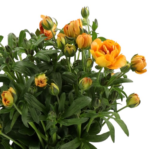 RANUNCULUS BUTTERFLY GALATEA