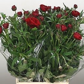 RANUNCULUS BUTTERFLY HADES