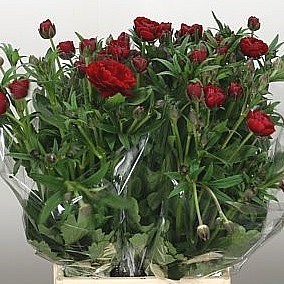 RANUNCULUS BUTTERFLY HADES