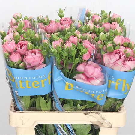 RANUNCULUS BUTTERFLY HERA