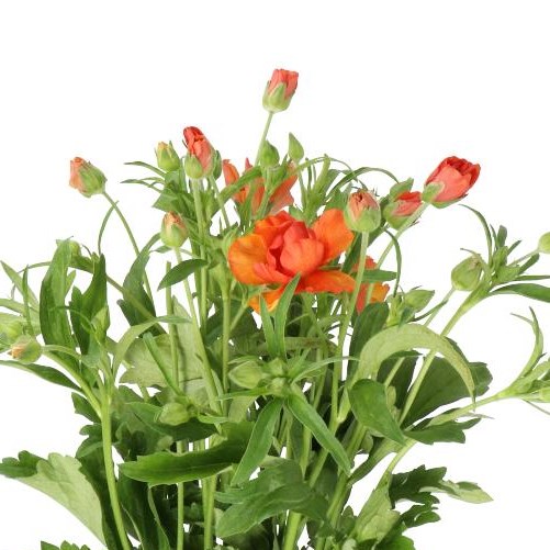 RANUNCULUS BUTTERFLY MINOAN