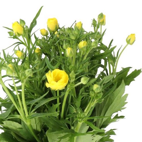 RANUNCULUS BUTTERFLY PHYTALOS