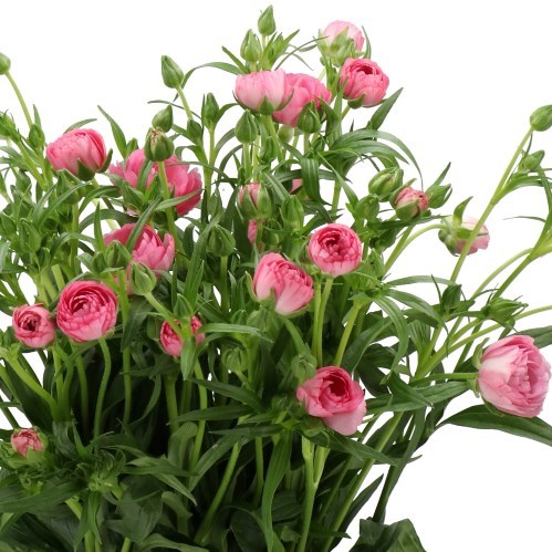 RANUNCULUS BUTTERFLY VENUS