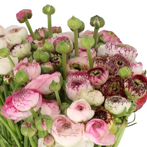 RANUNCULUS CAPPUCCINO PINK