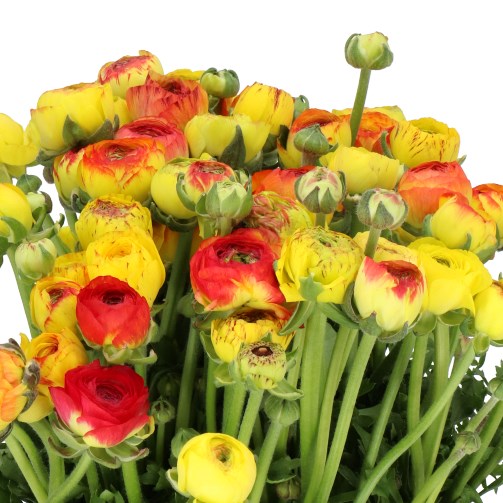 RANUNCULUS CAPPUCCINO YELLOW