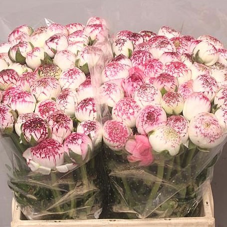 RANUNCULUS CAPPUCINO EX