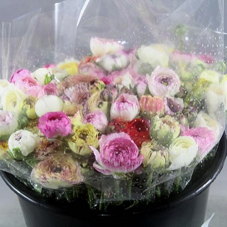 RANUNCULUS CAPPUCINO MIX