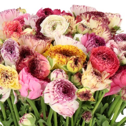 RANUNCULUS CAPPUCINO MIX EX