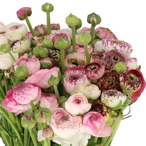 RANUNCULUS CAPPUCINO PINK