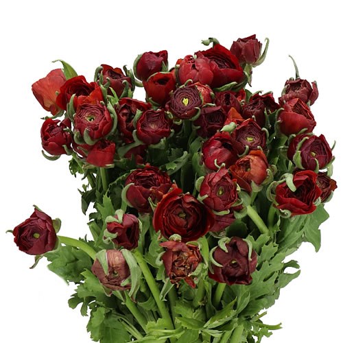 RANUNCULUS CHOCOLADE