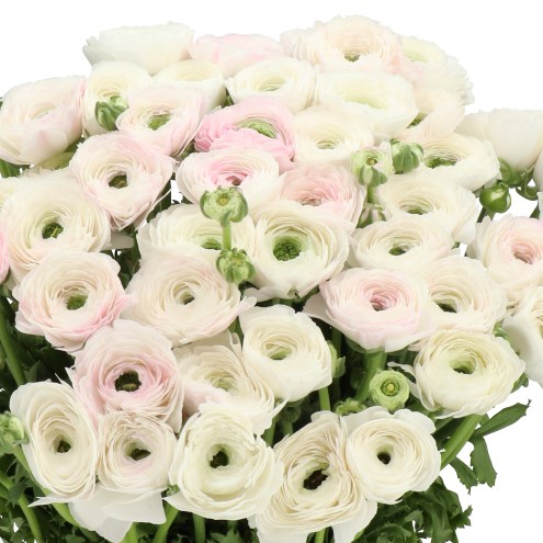 RANUNCULUS CLONI B 205