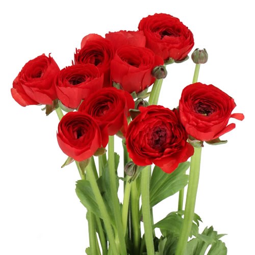 RANUNCULUS CLOONY VALENTINO EX