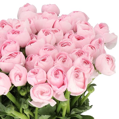 RANUNCULUS CLOONY FAVOLA EX