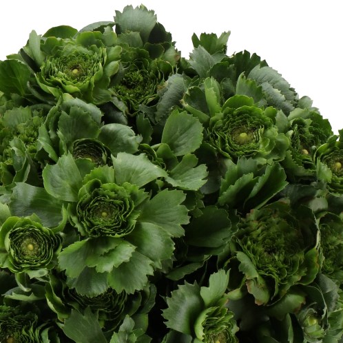 RANUNCULUS CLOONY ALL GREEN