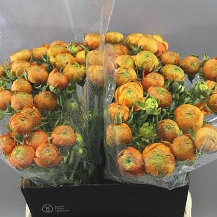 RANUNCULUS CLOONY ALPHA