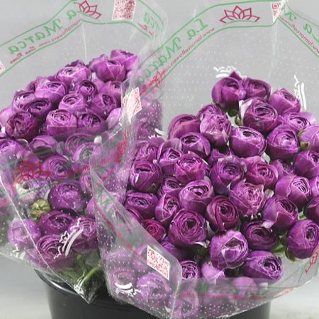 RANUNCULUS CLOONY ANTOINE