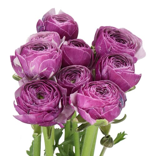RANUNCULUS CLOONY ANTOINE EX